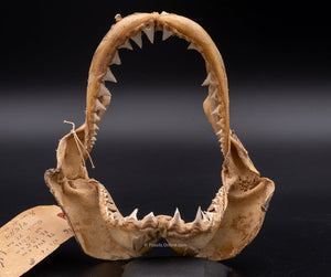 Great White Shark Jaw w/DATA Great White Shark Jaw w/DATA