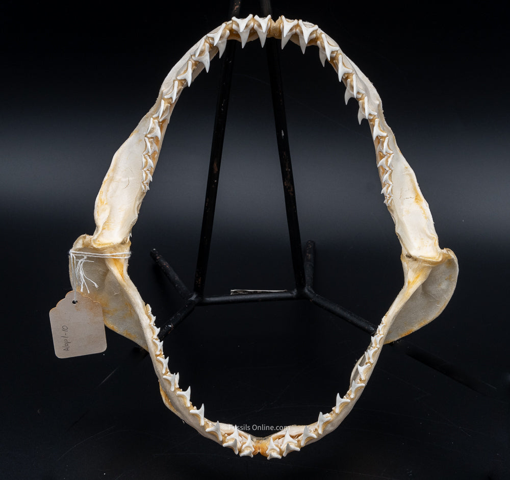 Bigeye thresher