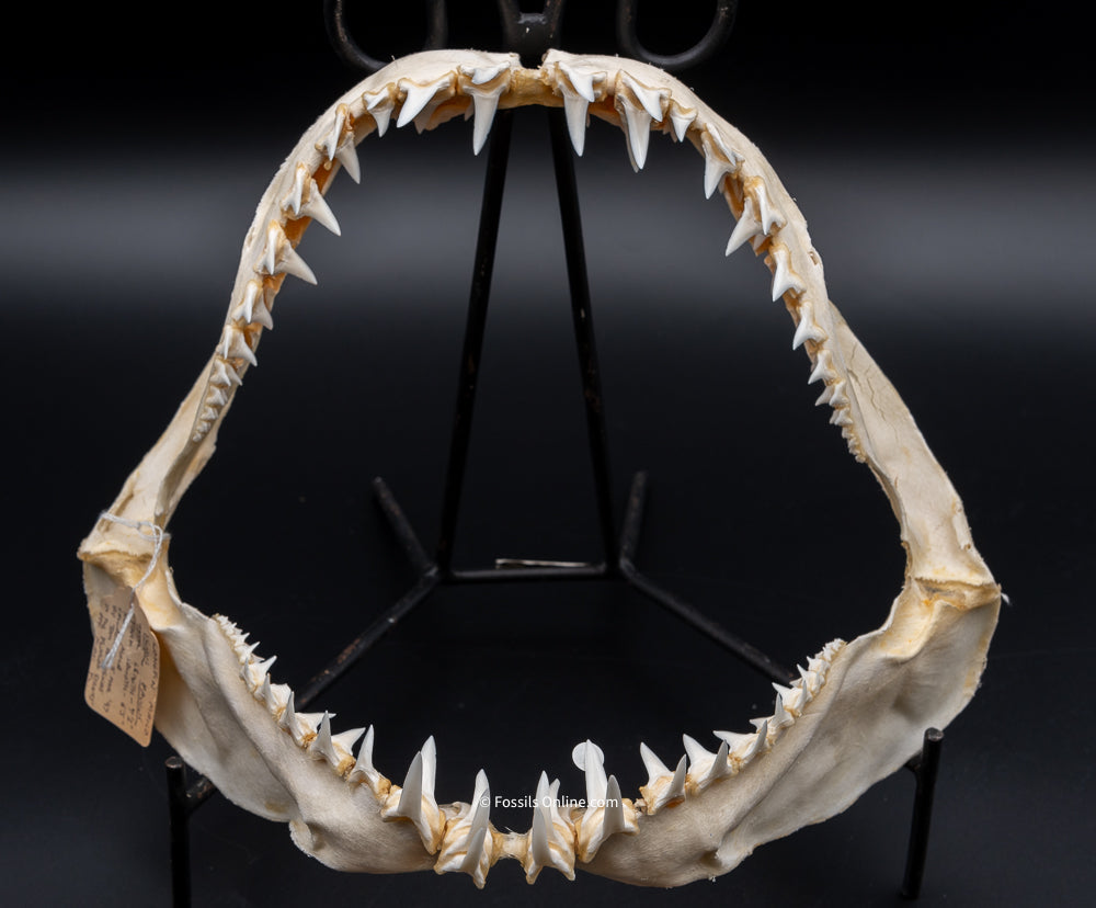 Longfin mako