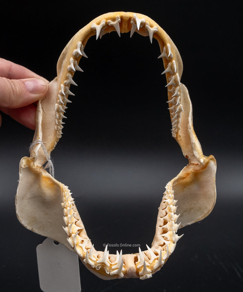 Porbeagle shark