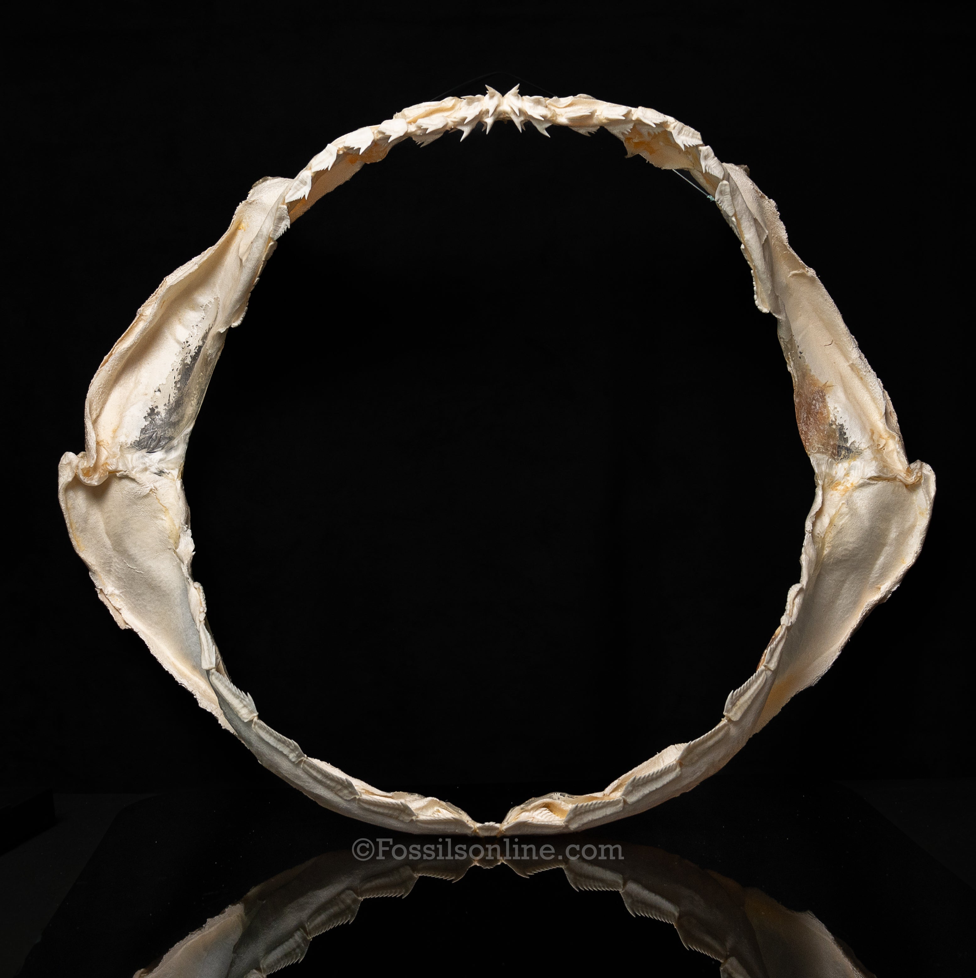 Hexanchiformes