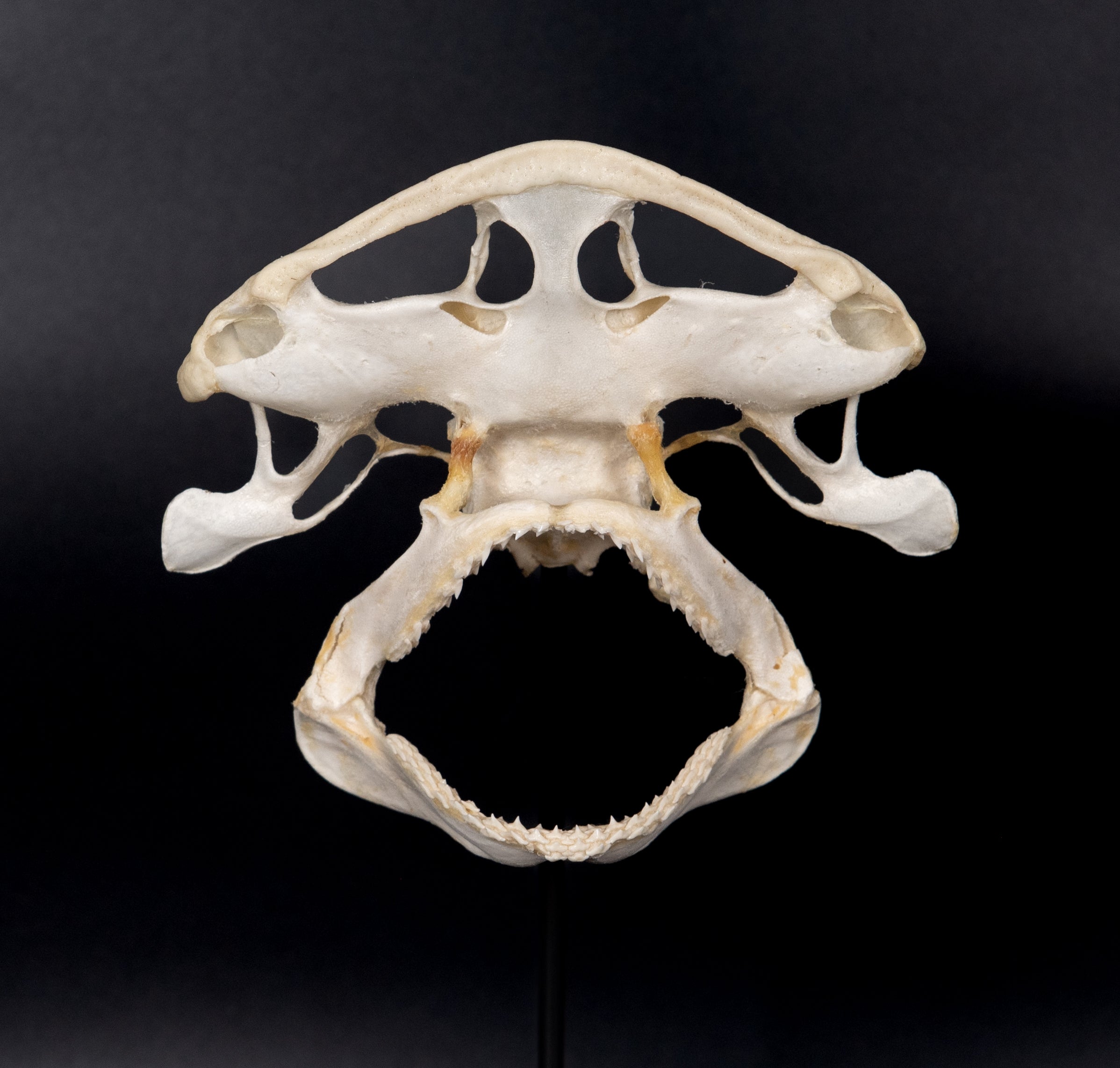 Bonnethead shark