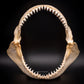 Bull Shark Jaw for Sale