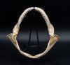 Silky Shark Jaw w/DATA