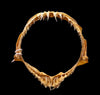 Crocodile Shark Jaw w/DATA