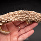 Shark Ray Dorsal Spine