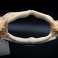 Giant Guitarfish Jaw