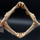 Ornate Wobbegong Shark Jaw w/Data