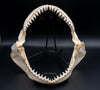 Bull Shark Jaw For Sale