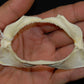 Japanese Topeshark Jaw