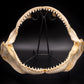 Dusky Shark Jaw w/DATA