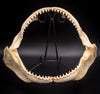 Dusky Shark Jaw w/DATA