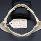 Whitetip Reef Shark Jaw w/ DATA