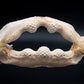 Shark Ray Jaw