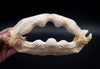 Shark Ray Jaw