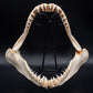 Sandtiger Shark Jaw w/DATA
