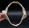 Bigeye Thresher Shark Jaw w/DATA