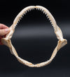 Silky Shark Jaw w/DATA