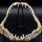Longfin Mako Shark Jaw w/ DATA