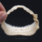 Cookiecutter Shark Jaw with Data ex Dr. Gordon Hubbell