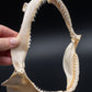 Silky Shark Jaw w/DATA