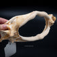 Giant Guitarfish Jaw