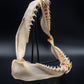 Sandtiger Shark Jaw w/DATA