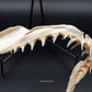 Longfin Mako Shark Jaw w/ DATA