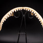 Dusky Shark Jaw w/DATA