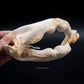 Shark Ray Jaw