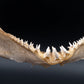 Ornate Wobbegong Shark Jaw w/Data