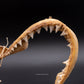 Great White Shark Jaw w/DATA
