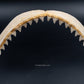 Java Shark Jaw w/DATA