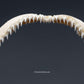 Whitetip Reef Shark Jaw w/ DATA