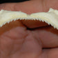 Japanese Topeshark Jaw