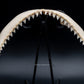 Dusky Shark Jaw w/DATA