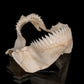 Seal Shark Jaw