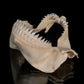 Seal Shark Jaw