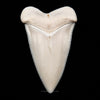 Modern Great White Tooth 2.45"
