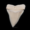 Modern Great White Tooth 1.88"