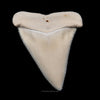 Gem Modern Great White Tooth 2.19"