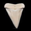 Gem Modern Great White Tooth 2.09"