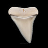 Modern Great White Tooth 1.78"