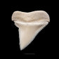 Modern Great White Tooth 1.24"