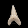 Modern Great White Tooth 1.98"