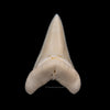Modern Great White Tooth 2.17"