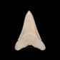 Modern Great White Tooth 2.17"