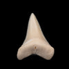Modern Great White Tooth 1.65"