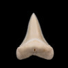 Modern Great White Tooth 1.60"