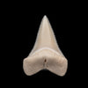 Modern Great White Tooth 1.47"